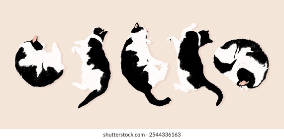 Cute black and white cat in different poses. Cats are lying on the ground. Vector illustration. Set of cats.
