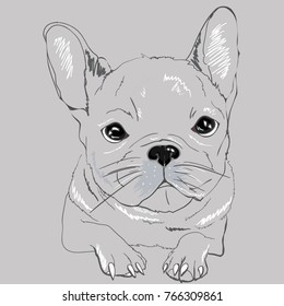 Cute Black & White French Bulldog 