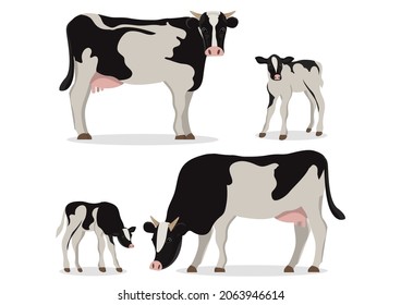 Cute of black and white holstein cow and calves in different poses isolated on white background.for farms, groceries, packaging and branding.