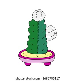 Cute blooming green cactus with large white flowers houseplant in pink pot. Indoor flower, elegant home decor. Hand drawn vector art isolated on white background. Design for flyers, cards, invitations