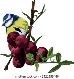 Cute Blue Tit Bird Vector Sitting On Branch With Red Berries