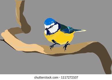 Cute blue tit. Gray background.