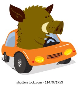 Cute boars or warthog character. Vector illustration with pig driving a car. Forest inhabitant in cartoon flat style. Chinese horoscope personage