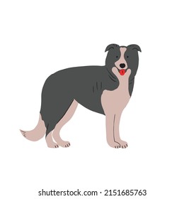 Cute Border Collie breed, standing with tongue out. Shepherd dog. Lovely canine animal. Smart and active dog. Flat vector illustration isolated on white background
