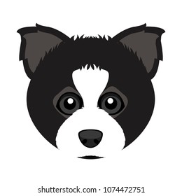 Cute border collie dog avatar