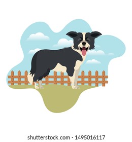 cute border collie dog with background landscape