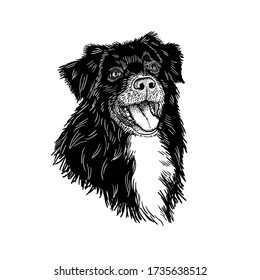 Cute Border Collie dog detailed hand drawn digital vector illustration black and white. Engraving linocut etching style for poster, t-shirt, website, postcard, animal shelter, social media, dog food