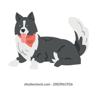 Perro collie de borde corto, animal pastor mentiroso con Abrigo blanco negro en vector de caricatura de cuello rojo Ilustración