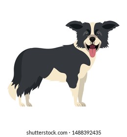 cute border collie dog on white background