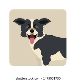 cute border collie dog on white background