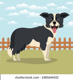 cute border collie dog pet in the camp