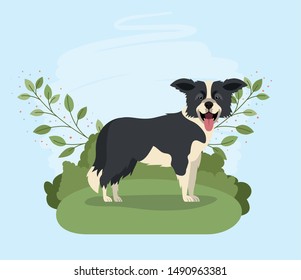 cute border collie dog pet in the camp