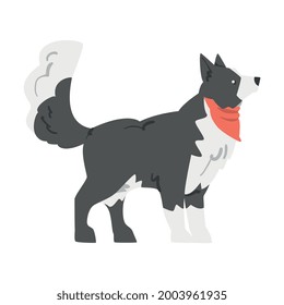 Perro collie de borde corto, vista lateral de animal pastor con Abrigo blanco negro en vector de caricatura de cuello rojo Ilustración