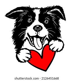 Cute border collie with heart