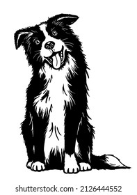 Cute border collie, pet portrait