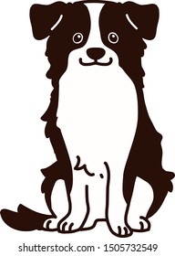 Cute Border Collie sitting front view