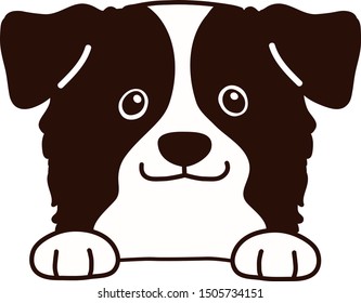 Cute Border Collie smiling front face