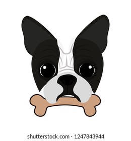 cute boston terrier with bone