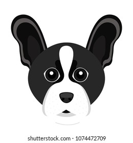 Cute Boston Terrier dog avatar