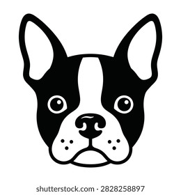 A cute Boston Terrier