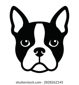 A cute Boston Terrier