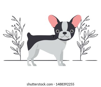 cute boston terrier dog on white background