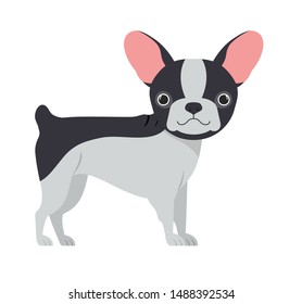 cute boston terrier dog on white background