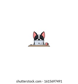 Cute boston terrier dog working on a laptop, vector illustration