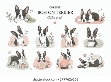 Cute Boston Terrier One