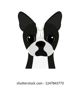 cute boston terrier pet