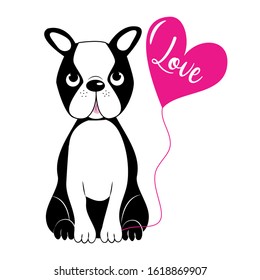 Cute Boston terrier, and pink ballon with love text. Good for t shirt print, poster , banner, card and gift design.