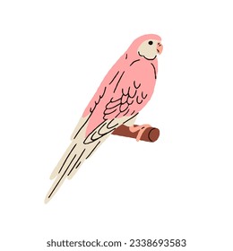 Bourke, loro de la caída del sol. Exótico perejito rosa. Pájaro de la selva tropical sentado en la posición. Abirdie divertida, especie Neopsephotus bourkii. Ilustración vectorial plana aislada en fondo blanco