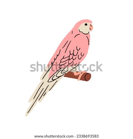 Cute Bourke, sundown parrot. Exotic pink-bellied parakeet. Tropical jungle bird sitting on perch. Funny birdie, Neopsephotus bourkii species. Flat vector illustration isolated on white background
