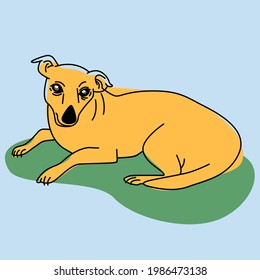 The cute brazilian stray dog