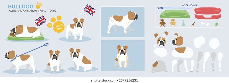 Cute British bull dog , English Bulldog, vector collection of poses with multiple angles and accessories. Puppy sleeping, sitting, walking, popular dogs	
