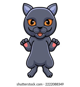 Cute british shorthair cat cartoon
