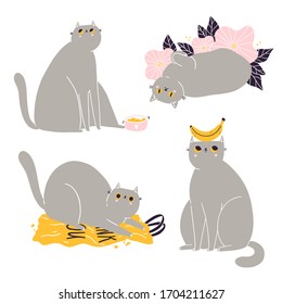 Cute british shorthair cat vector collection 3