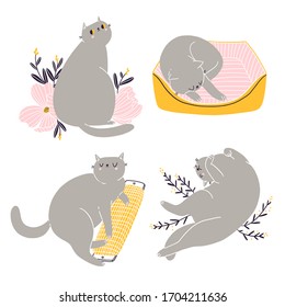 Cute british shorthair cat vector collection 5