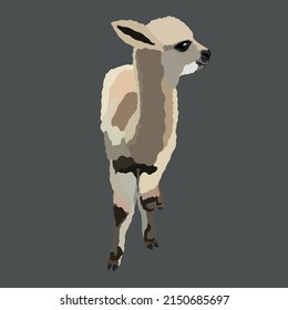 Cute brown alpaca standing sideways