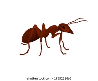 Cute brown ant looks around cartoon bug animal design vector illustration isolated on white background