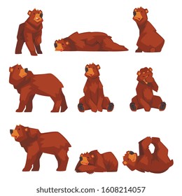 Cute Brown Bear Collection, Wild Forest Animal Character in Various Poses Vector illustration