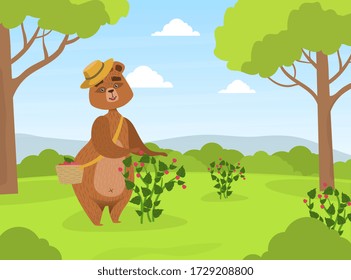 Cute Brown Bear in Straw Hat Collecting Raspberries from Bush into Wicker Basket on Summer Landscape Vector Illustration