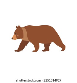 Cute brown bear walking flat vector illustration. Drawing of wild grizzly bear cartoon character isolated on white background. Wildlife, nature concept