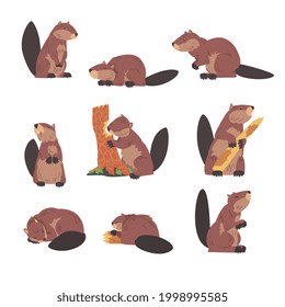 Cute Brown Beavers Set, Wild Rodent Animal in Different Poses Cartoon Vector Illustration