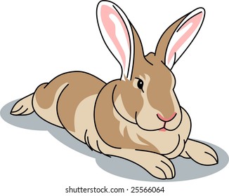 Cute brown bunny