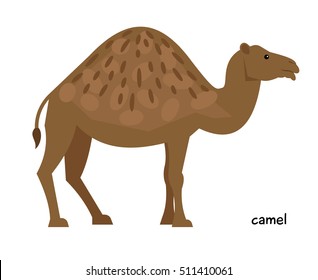 Cute brown camel with one hump and little tail