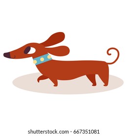 Cute brown cartoon dachshund in a blue collar isolated on white background. Simple modern flat style vector