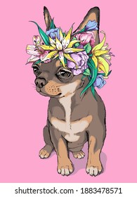 Cute brown chihuahua girl in a flower wreath. Portrait of a beautiful small dog. Spring composition for printing on any surface