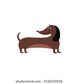 Cute brown dachshund dog with big black ears standing and smiling, cartoon pet animal with sausage shape body isolated on white background - flat vector illustration