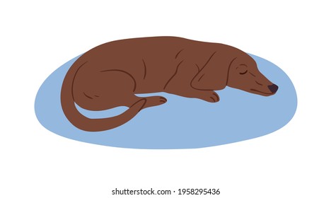 Cute brown Dachshund or sausage dog sleeping on rug. Cute purebred short-legged doggy. Colored flat vector illustration of sweet sleepy puppy isolated on white background